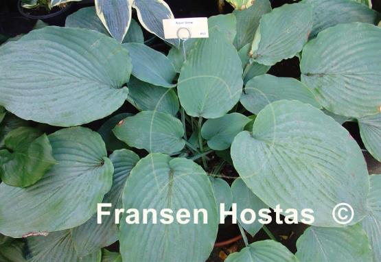 Hosta Azure Snow